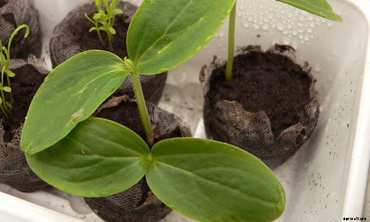 Cucumber Spacing In The Home Garden