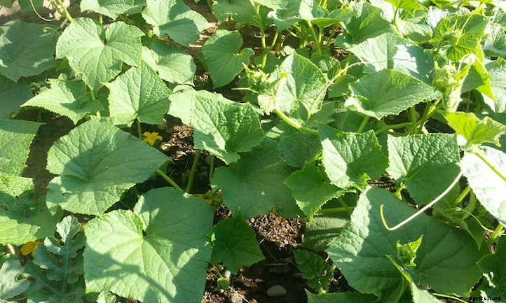Cucumber Spacing In The Home Garden