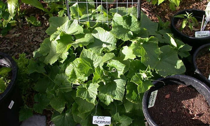 Cucumber Spacing In The Home Garden