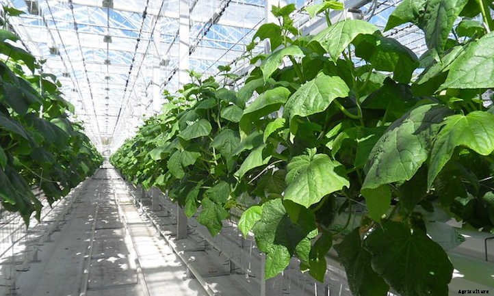 Cucumber Spacing In The Home Garden