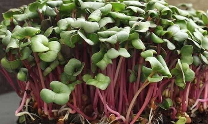 How to Grow Radish Microgreens Fast and Easy
