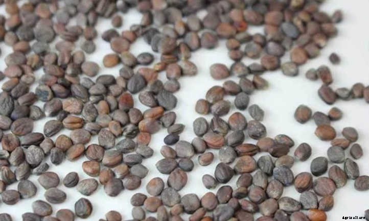 How to Grow Radish Microgreens Fast and Easy