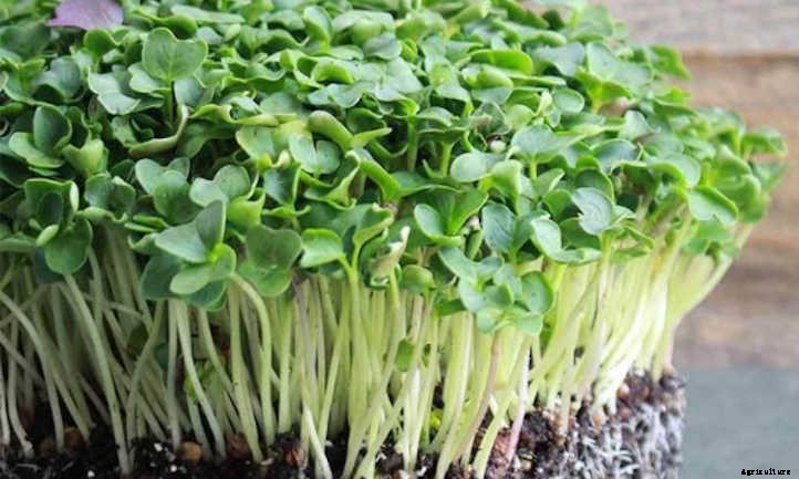 How to Grow Radish Microgreens Fast and Easy