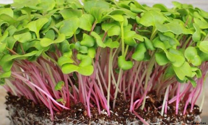 How to Grow Radish Microgreens Fast and Easy