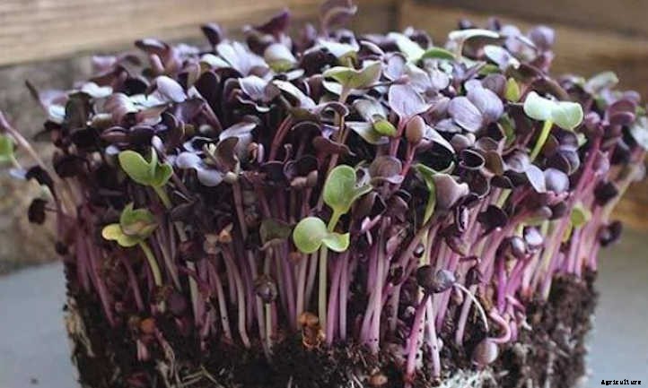How to Grow Radish Microgreens Fast and Easy