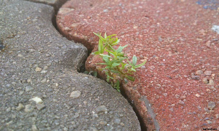 Raised Bed On Concrete: Yes Or No?