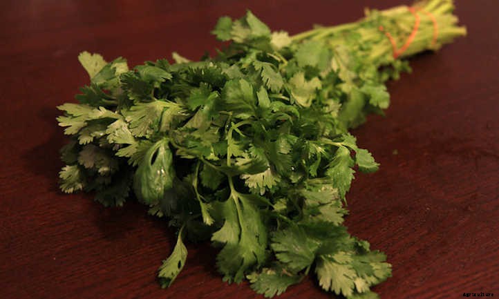 How To Harvest Cilantro And Store It Properly