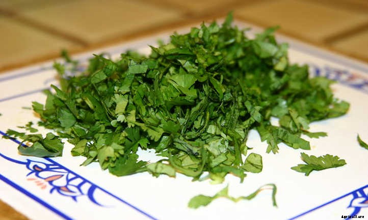 How To Harvest Cilantro And Store It Properly