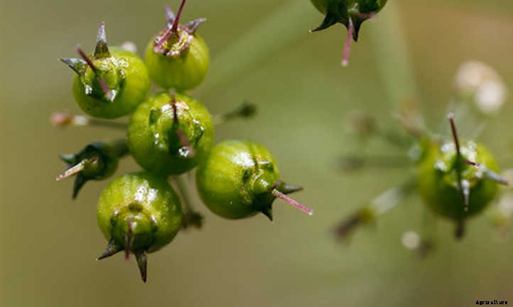 How To Harvest Cilantro And Store It Properly