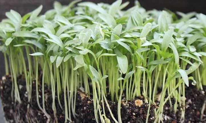 How to Grow Cilantro Microgreens Fast And Easy