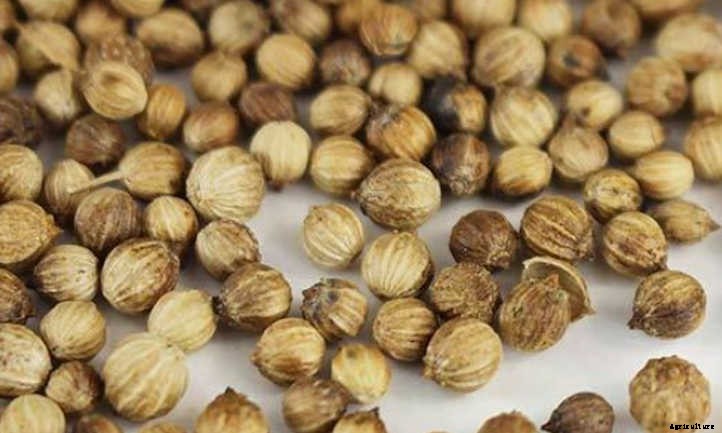 How to Grow Cilantro Microgreens Fast And Easy