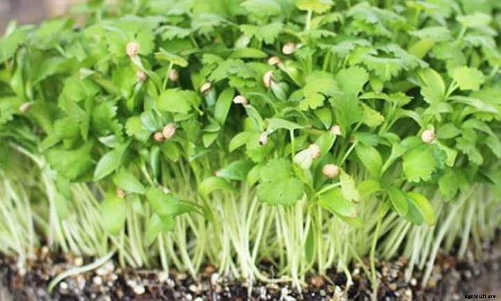 How to Grow Cilantro Microgreens Fast And Easy