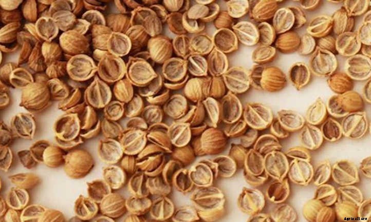 How to Grow Cilantro Microgreens Fast And Easy