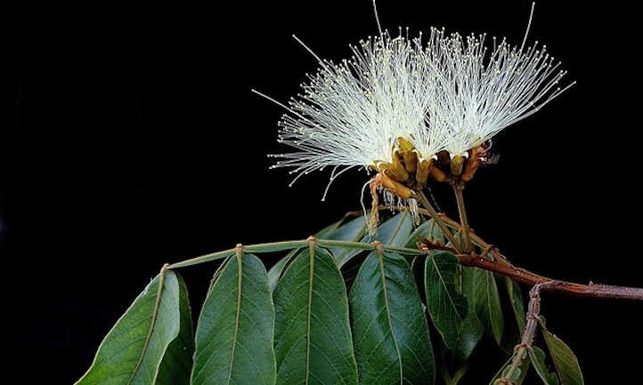 Ice Cream Bean Trees: Nature’s Cotton Candy