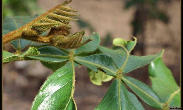 Ice Cream Bean Trees: Nature’s Cotton Candy