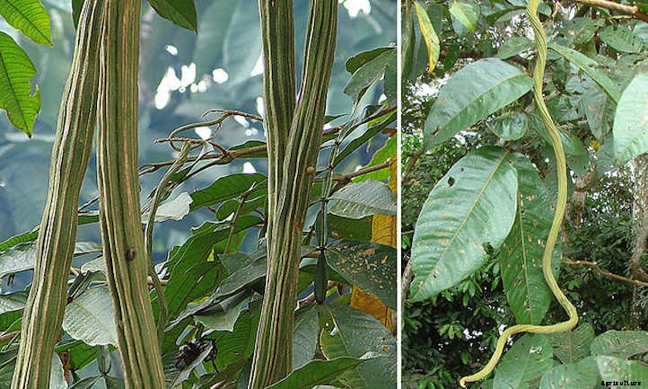 Ice Cream Bean Trees: Nature’s Cotton Candy