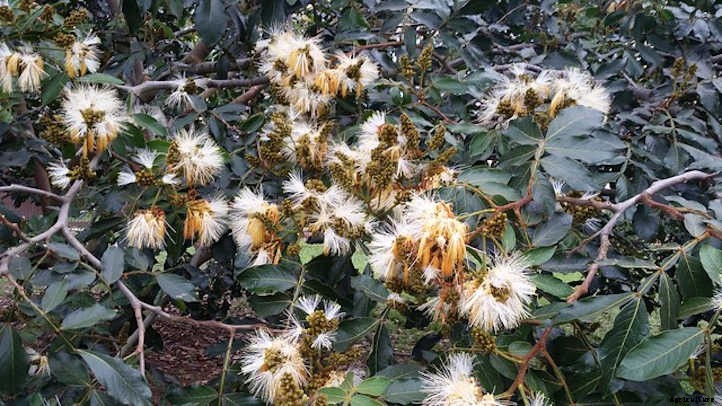 Ice Cream Bean Trees: Nature’s Cotton Candy
