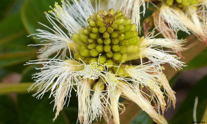 Ice Cream Bean Trees: Nature’s Cotton Candy
