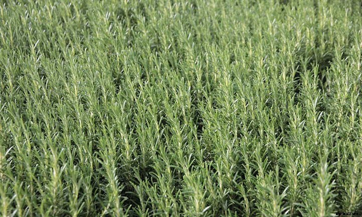 Growing Rosemary: A Guide To Powerful Flavor