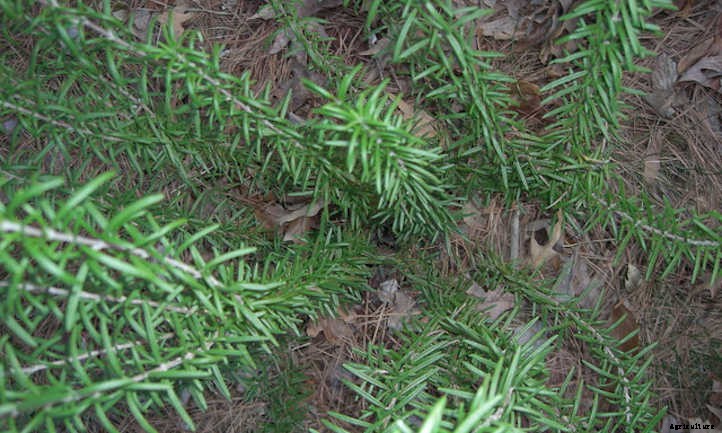 Growing Rosemary: A Guide To Powerful Flavor