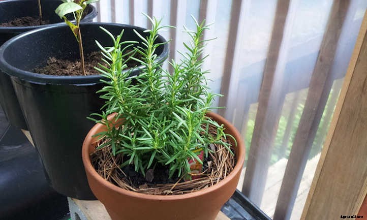 Growing Rosemary: A Guide To Powerful Flavor