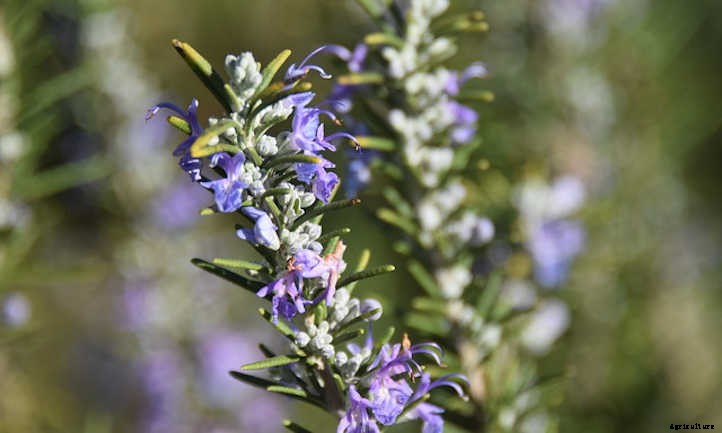Growing Rosemary: A Guide To Powerful Flavor