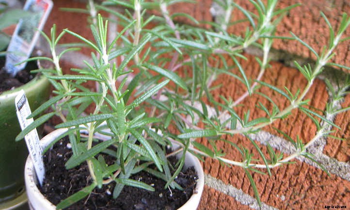 Growing Rosemary: A Guide To Powerful Flavor