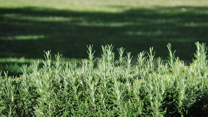 Growing Rosemary: A Guide To Powerful Flavor
