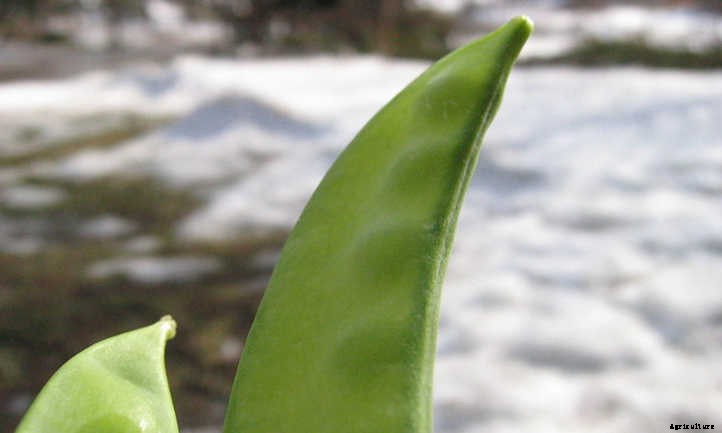 Growing Snow Peas For Sweet Stir-Fries