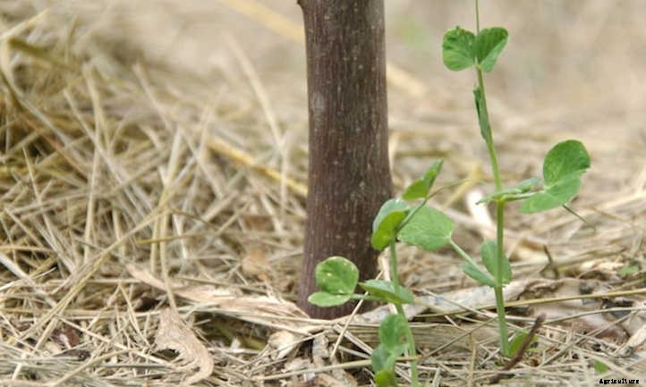 Growing Snow Peas For Sweet Stir-Fries