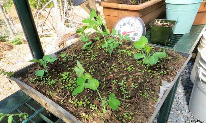 Growing Snow Peas For Sweet Stir-Fries