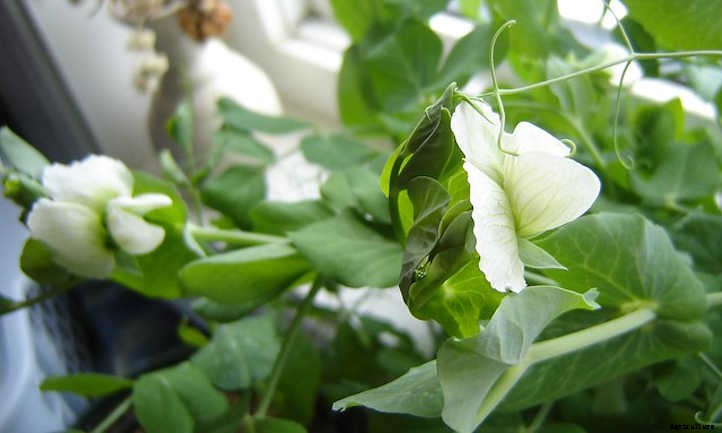 Growing Snow Peas For Sweet Stir-Fries