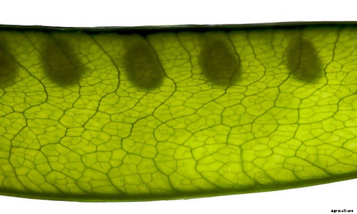 Growing Snow Peas For Sweet Stir-Fries