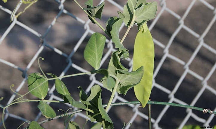 Growing Snow Peas For Sweet Stir-Fries
