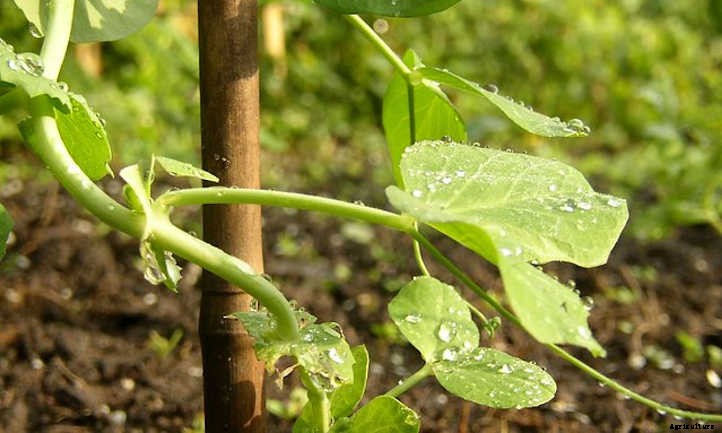 Growing Snow Peas For Sweet Stir-Fries