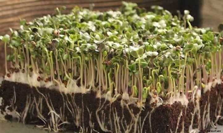 How to Grow Broccoli Microgreens Fast and Easy