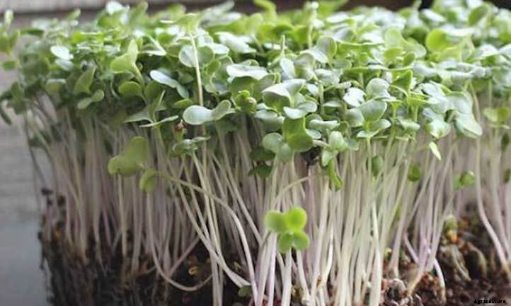How to Grow Broccoli Microgreens Fast and Easy