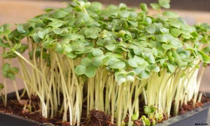 How to Grow Broccoli Microgreens Fast and Easy