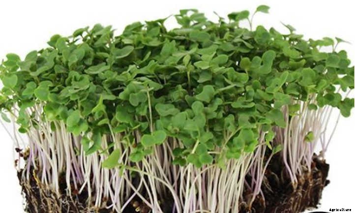 How to Grow Broccoli Microgreens Fast and Easy