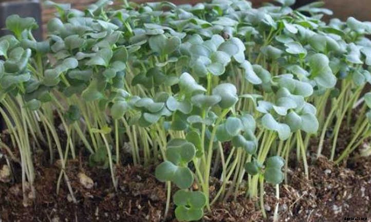 How to Grow Broccoli Microgreens Fast and Easy