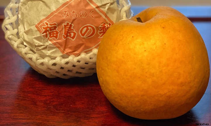 Asian Pear Tree: Luscious, But Delicate