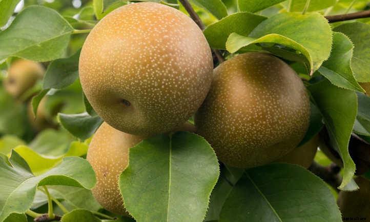 Asian Pear Tree: Luscious, But Delicate