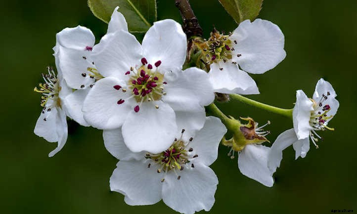 Asian Pear Tree: Luscious, But Delicate