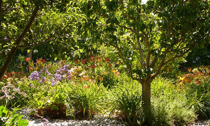 Asian Pear Tree: Luscious, But Delicate