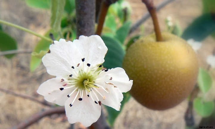 Asian Pear Tree: Luscious, But Delicate