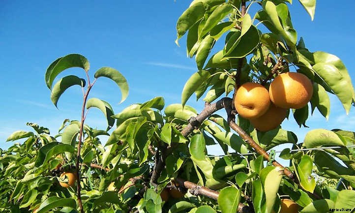 Asian Pear Tree: Luscious, But Delicate