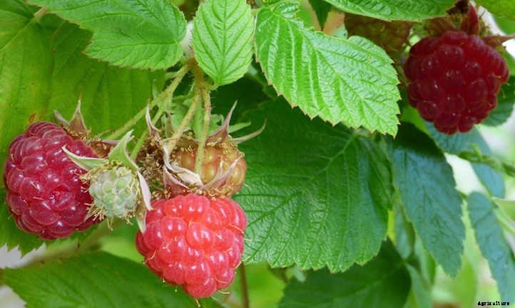 Raspberry Raised Bed Tips: Getting Things Growing
