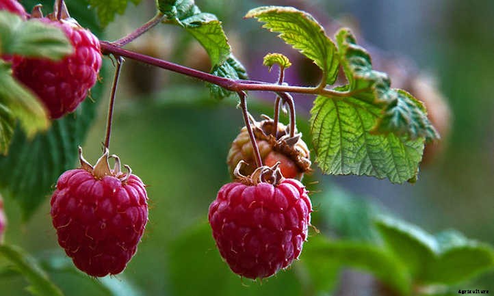 Raspberry Raised Bed Tips: Getting Things Growing