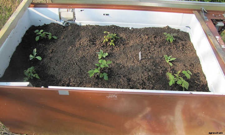 Raspberry Raised Bed Tips: Getting Things Growing