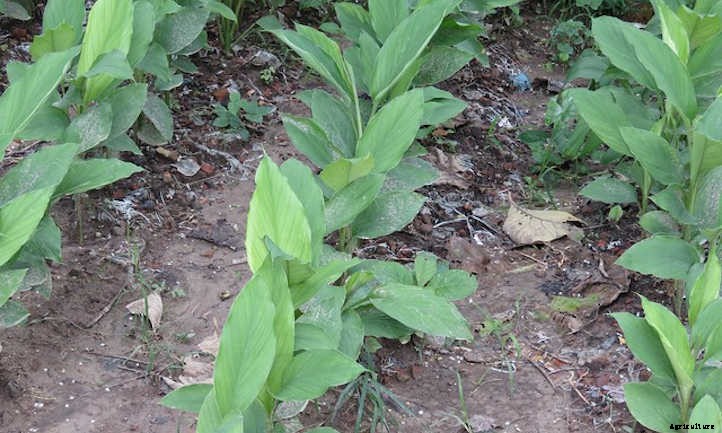 How To Grow Turmeric In Beds Or Containers